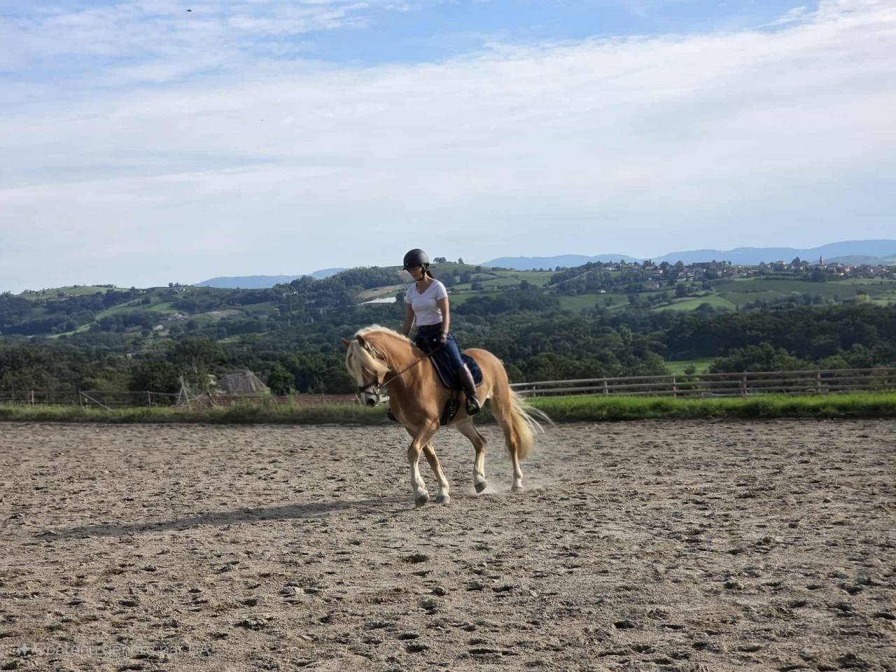 Ruin Haflinger Te koop 2019 Lichte manen en staart ,  VOLTAIRE PENN