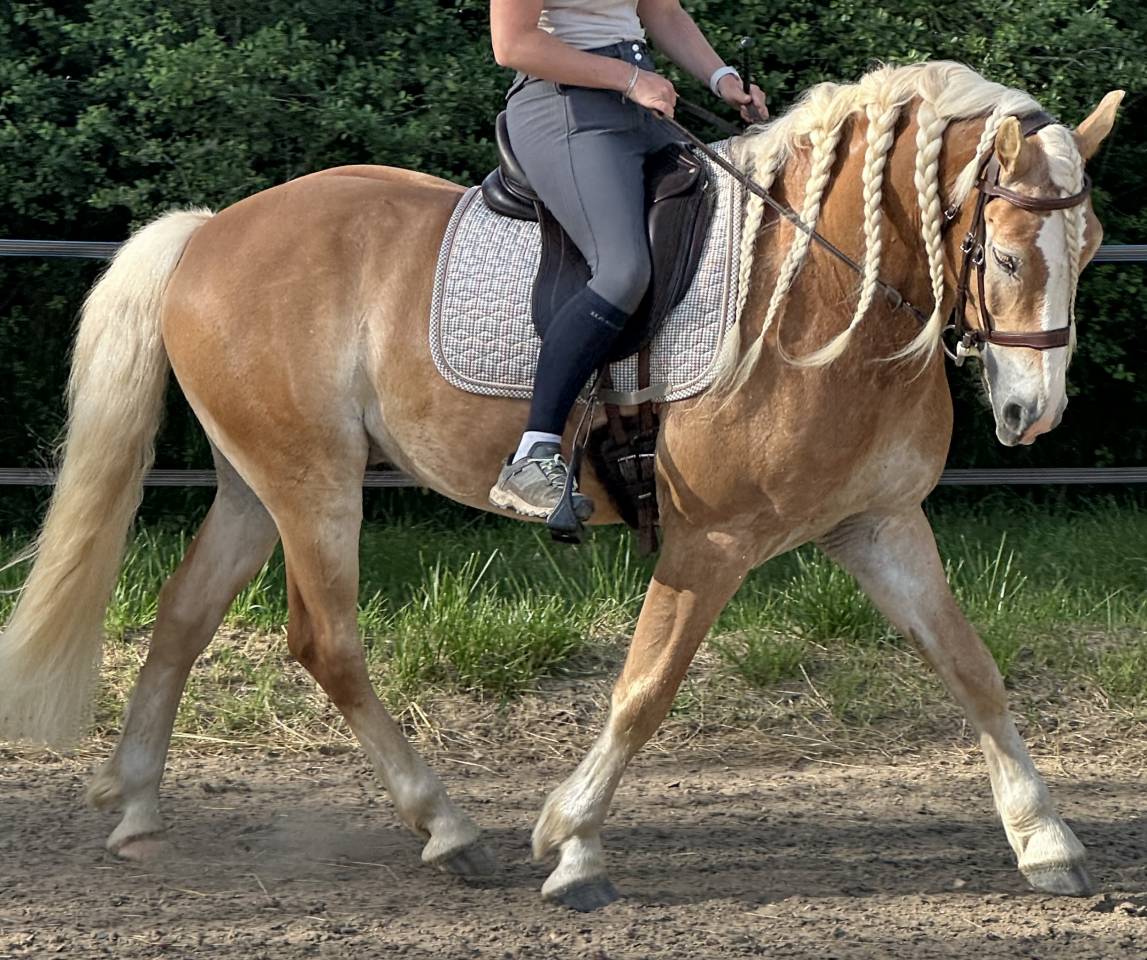 Ruin Haflinger Te koop 2019 Lichte manen en staart ,  VOLTAIRE PENN