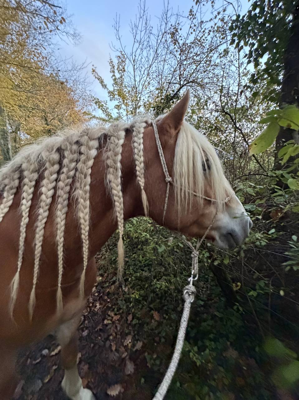 Ruin Haflinger Te koop 2019 Lichte manen en staart ,  VOLTAIRE PENN