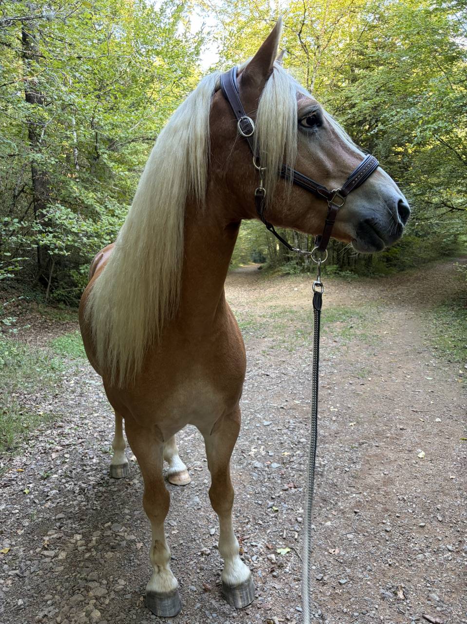 Ruin Haflinger Te koop 2019 Lichte manen en staart ,  VOLTAIRE PENN