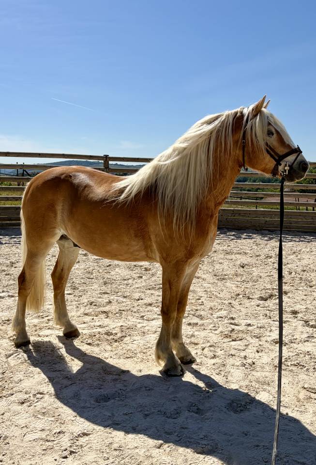 Ruin Haflinger Te koop 2019 Lichte manen en staart ,  VOLTAIRE PENN