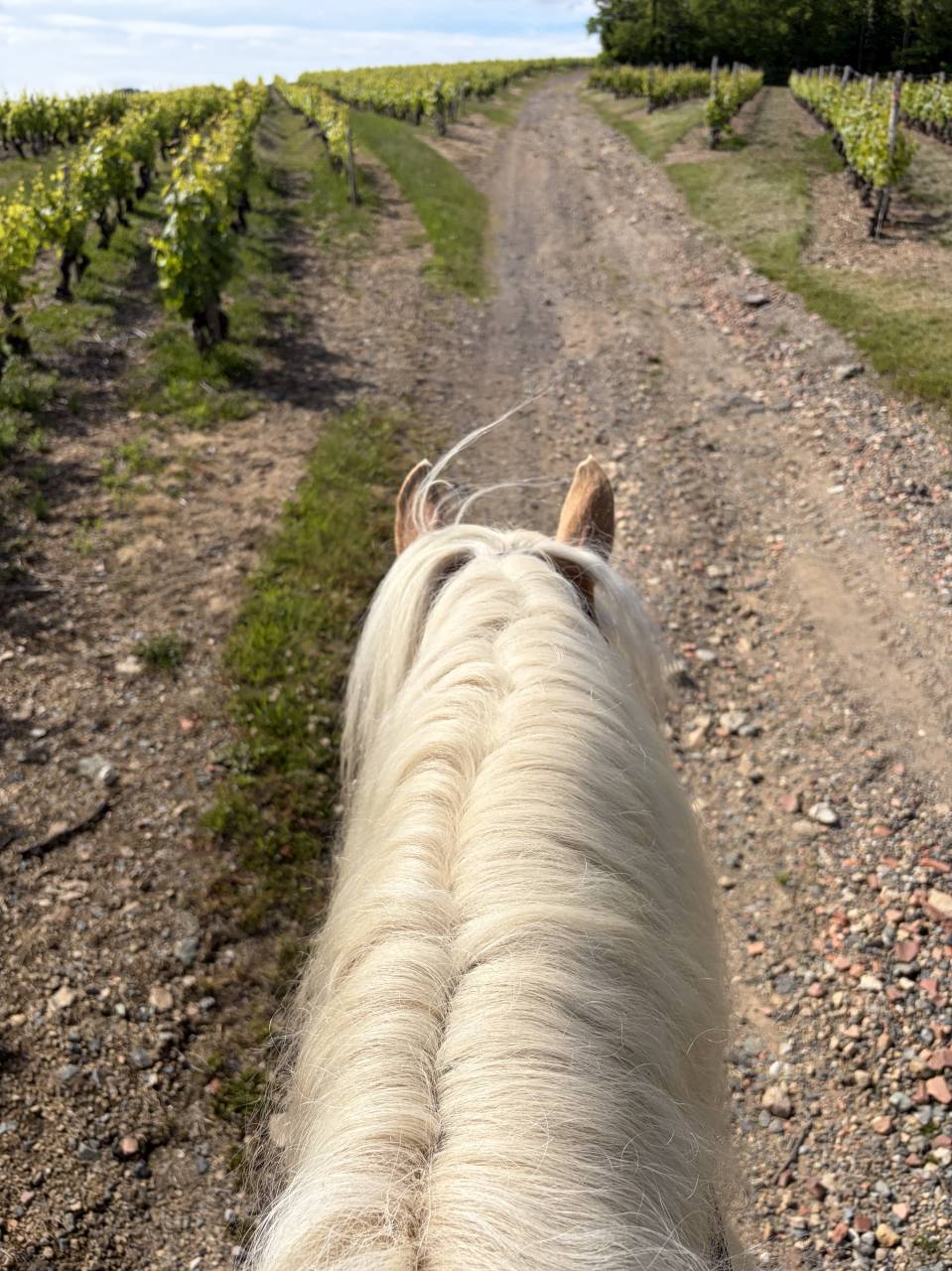 Ruin Haflinger Te koop 2019 Lichte manen en staart ,  VOLTAIRE PENN