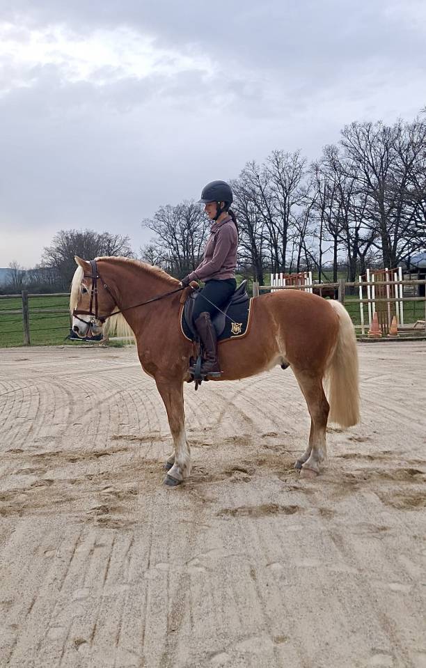 Ruin Haflinger Te koop 2019 Lichte manen en staart ,  VOLTAIRE PENN