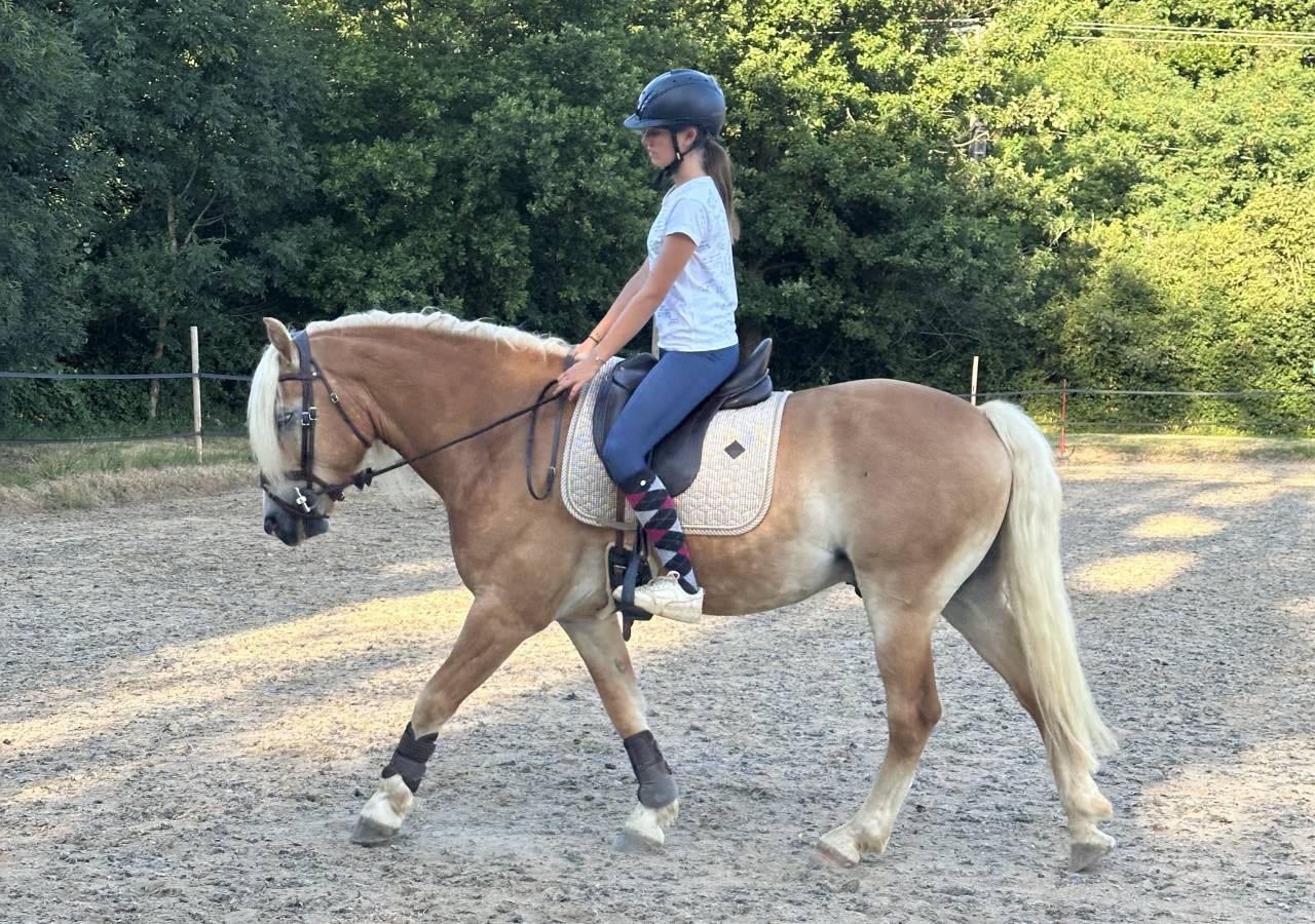 Ruin Haflinger Te koop 2019 Lichte manen en staart ,  VOLTAIRE PENN