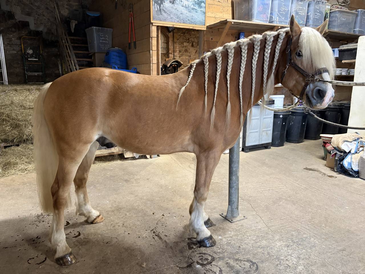 Ruin Haflinger Te koop 2019 Lichte manen en staart ,  VOLTAIRE PENN