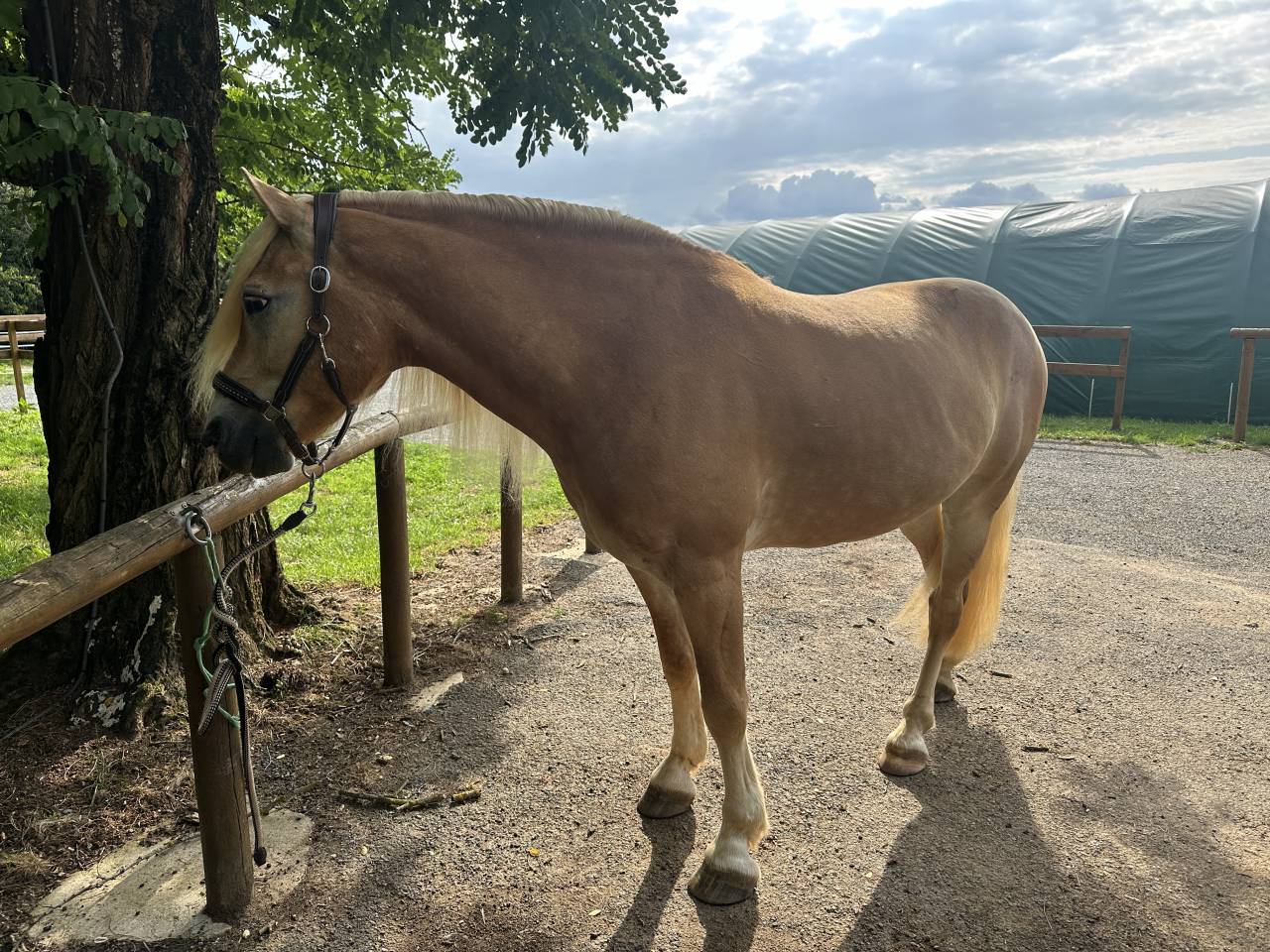 Ruin Haflinger Te koop 2019 Lichte manen en staart ,  VOLTAIRE PENN
