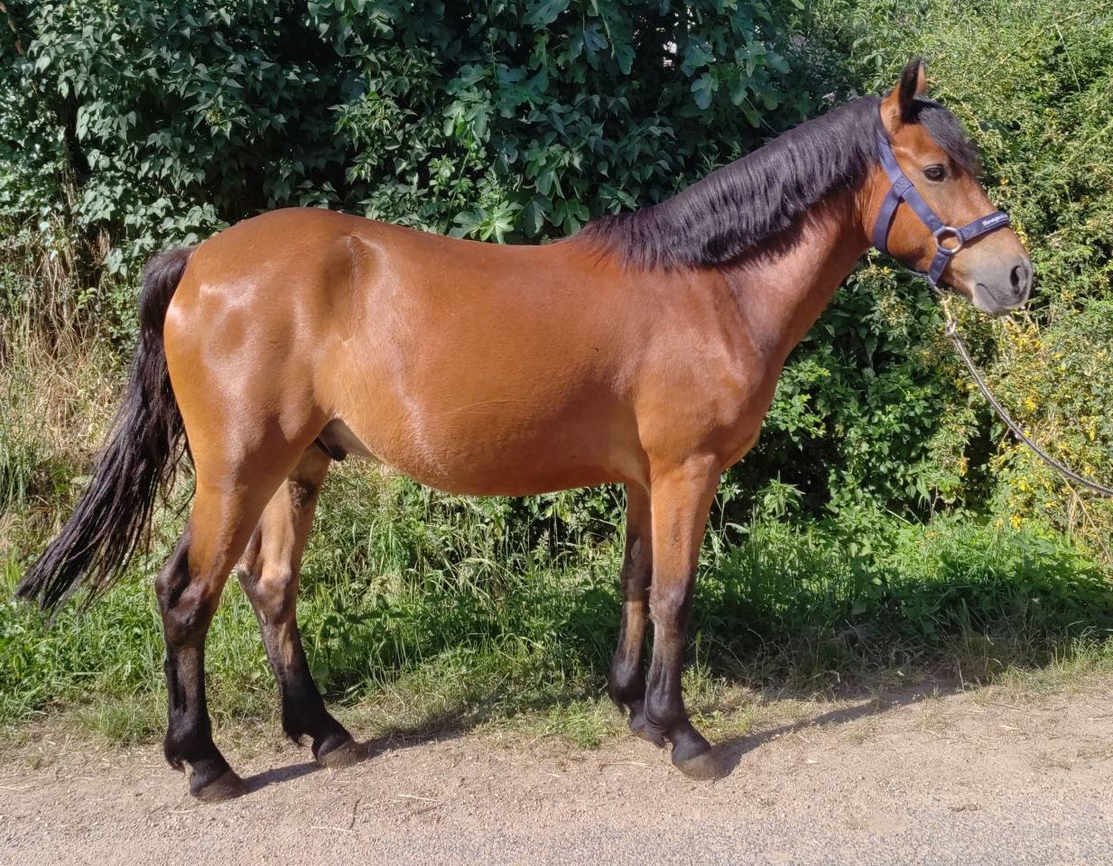 Ruin New Forest Te koop 2021 Donker bruin / bai ,  Birkilds Balboa