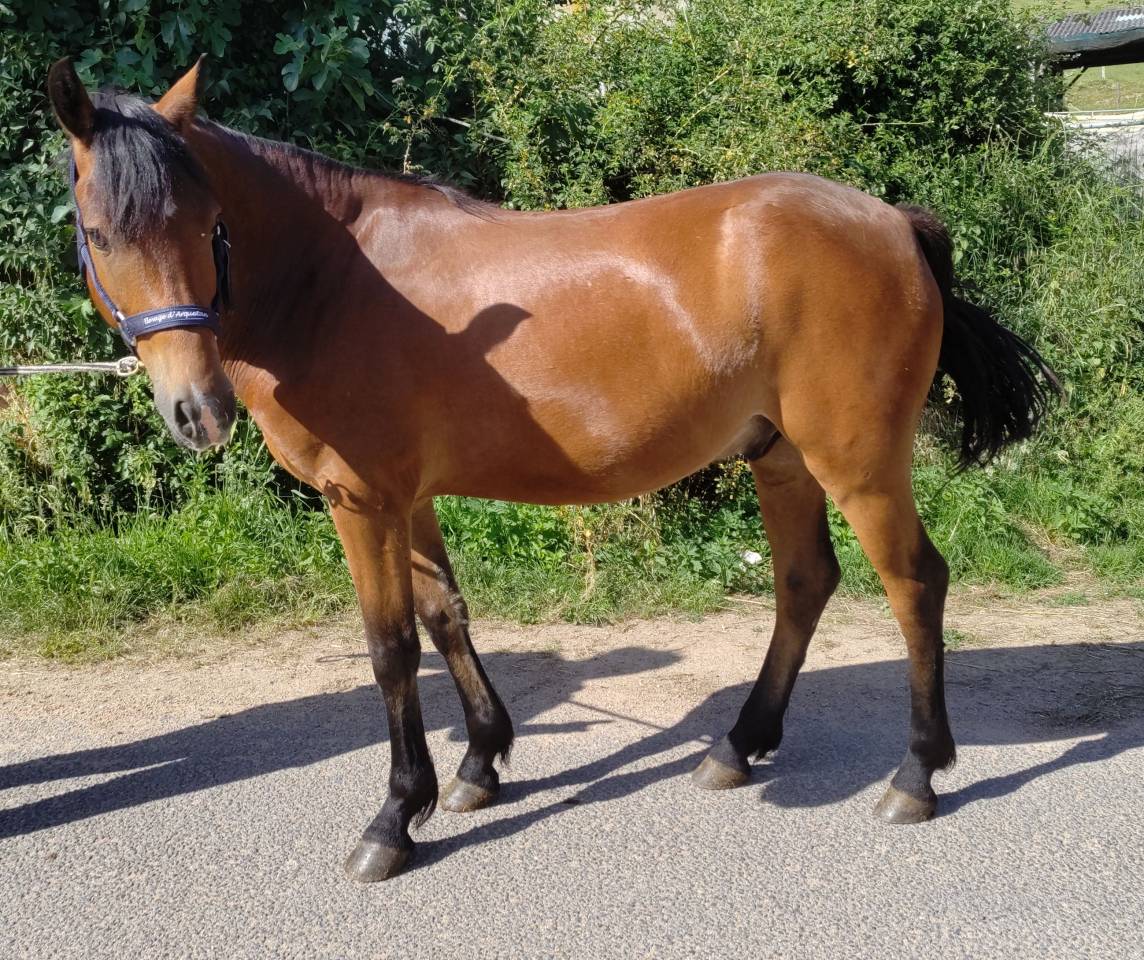 Ruin New Forest Te koop 2021 Donker bruin / bai ,  Birkilds Balboa