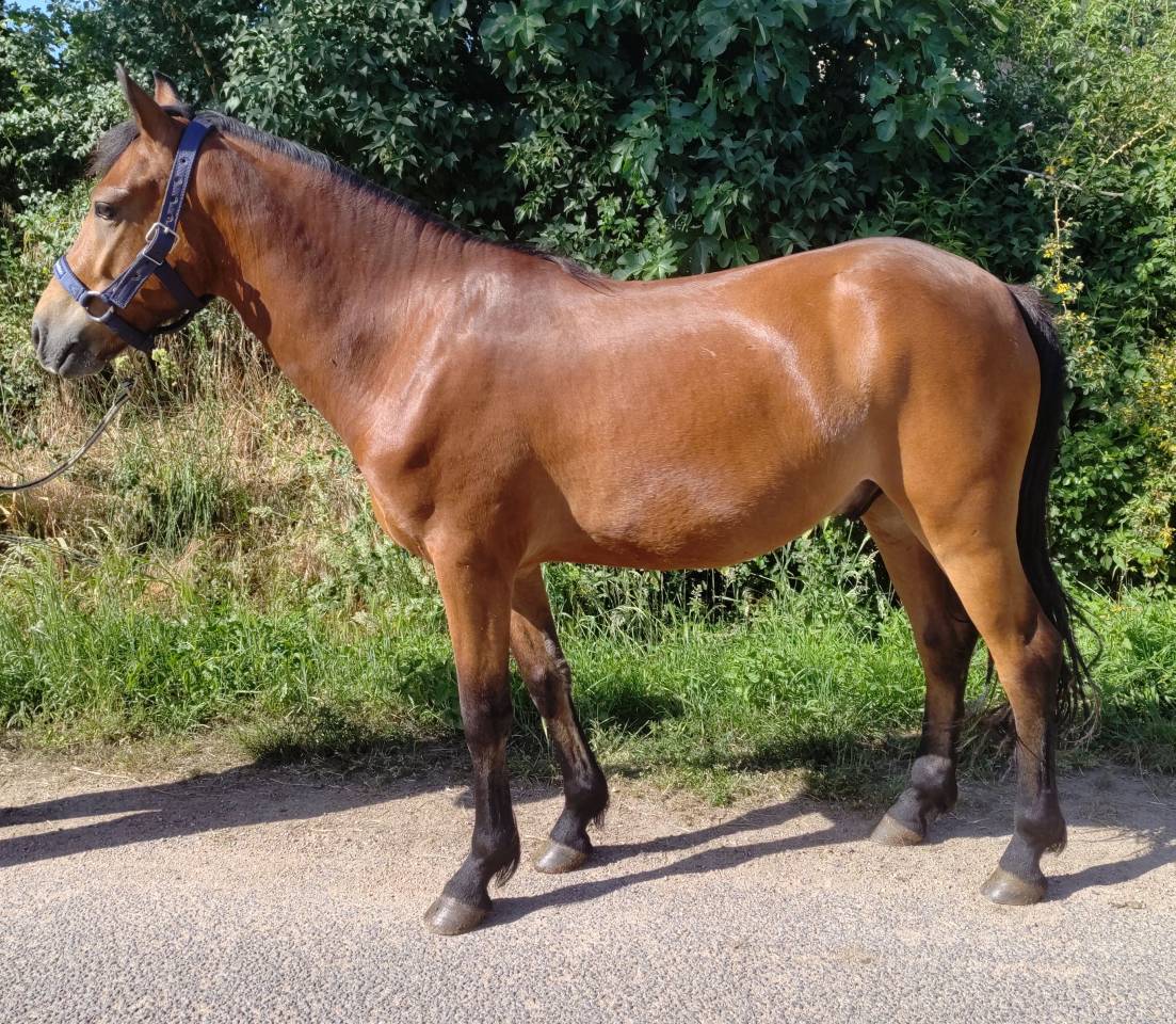 Ruin New Forest Te koop 2021 Donker bruin / bai ,  Birkilds Balboa