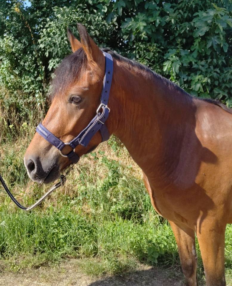 Ruin New Forest Te koop 2021 Donker bruin / bai ,  Birkilds Balboa