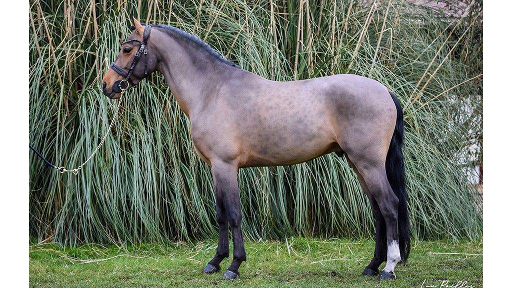 Ruin Belgische pony Te koop 2016 Donker bruin / bai