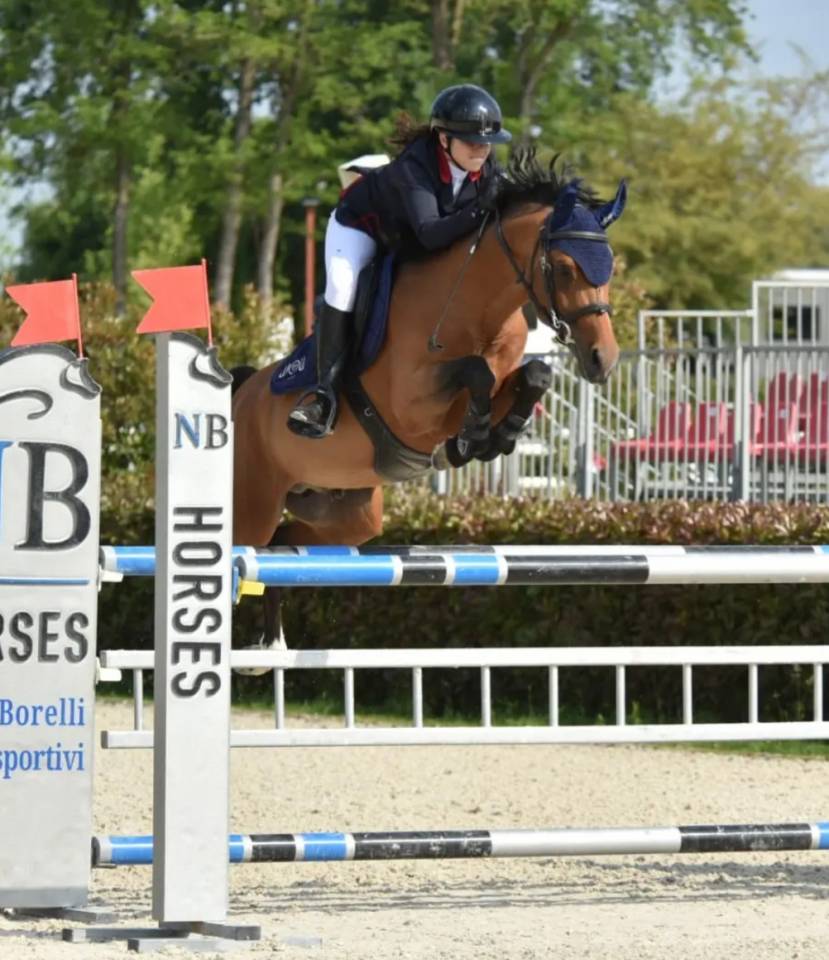 Ruin Belgische pony Te koop 2016 Donker bruin / bai