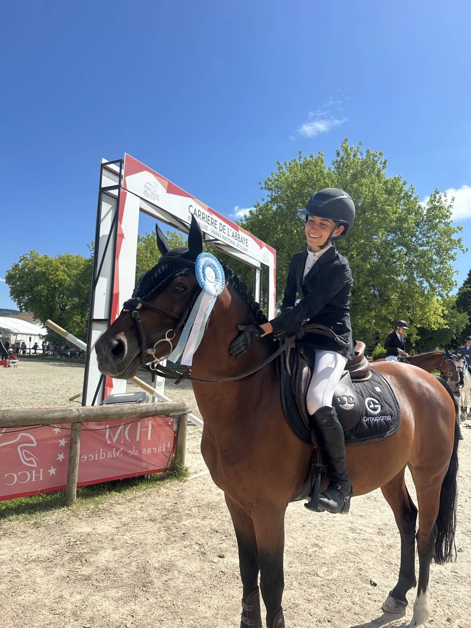 Ruin Belgische pony Te koop 2016 Donker bruin / bai