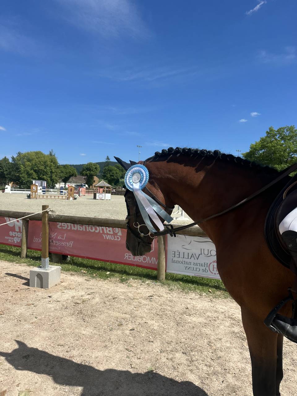 Ruin Belgische pony Te koop 2016 Donker bruin / bai