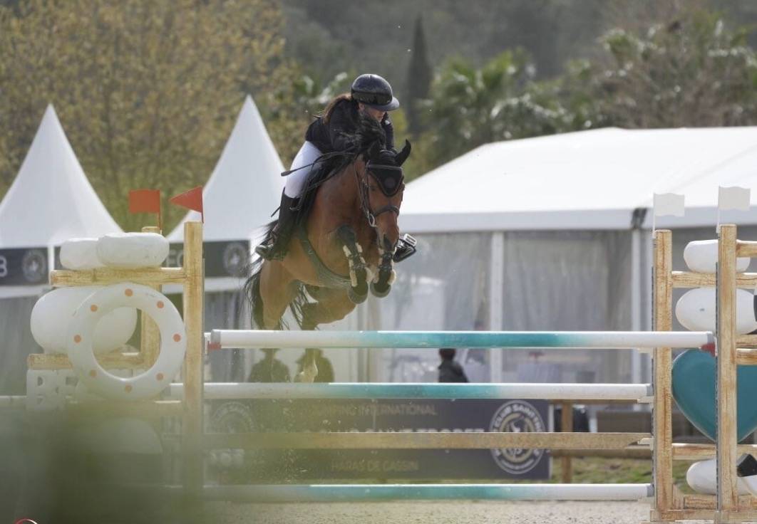 Ruin Belgische pony Te koop 2016 Donker bruin / bai