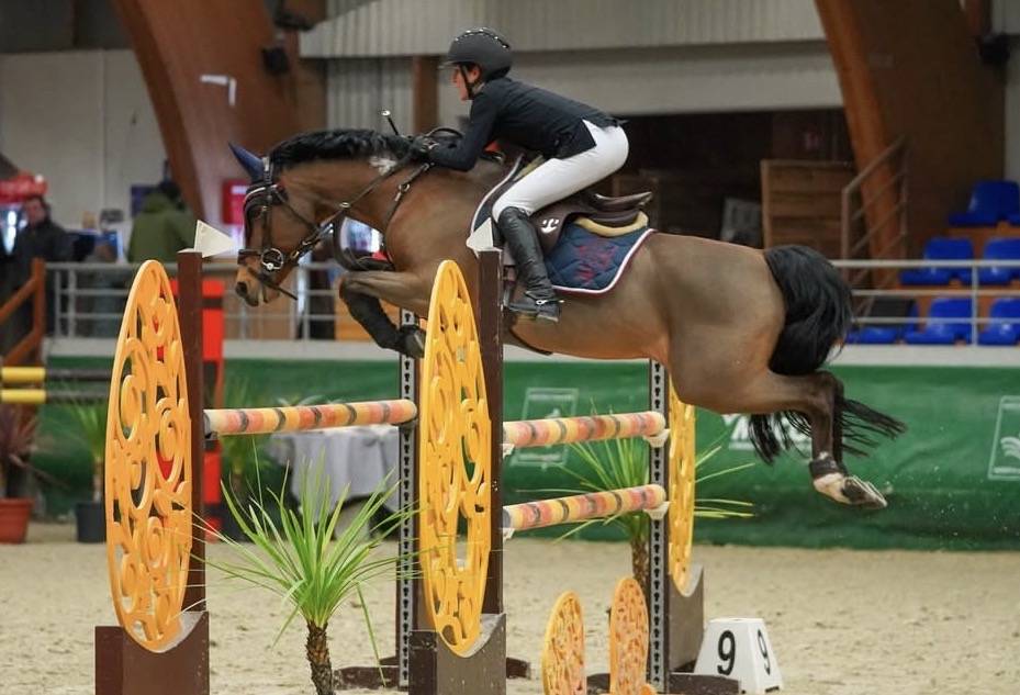 Ruin Belgische pony Te koop 2016 Donker bruin / bai