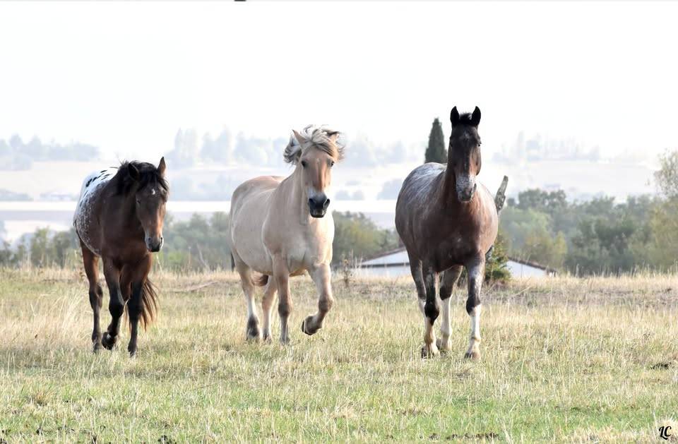Paardrijleraar - Freelance contract Deeltijds - Haute-Garonne Frankrijk