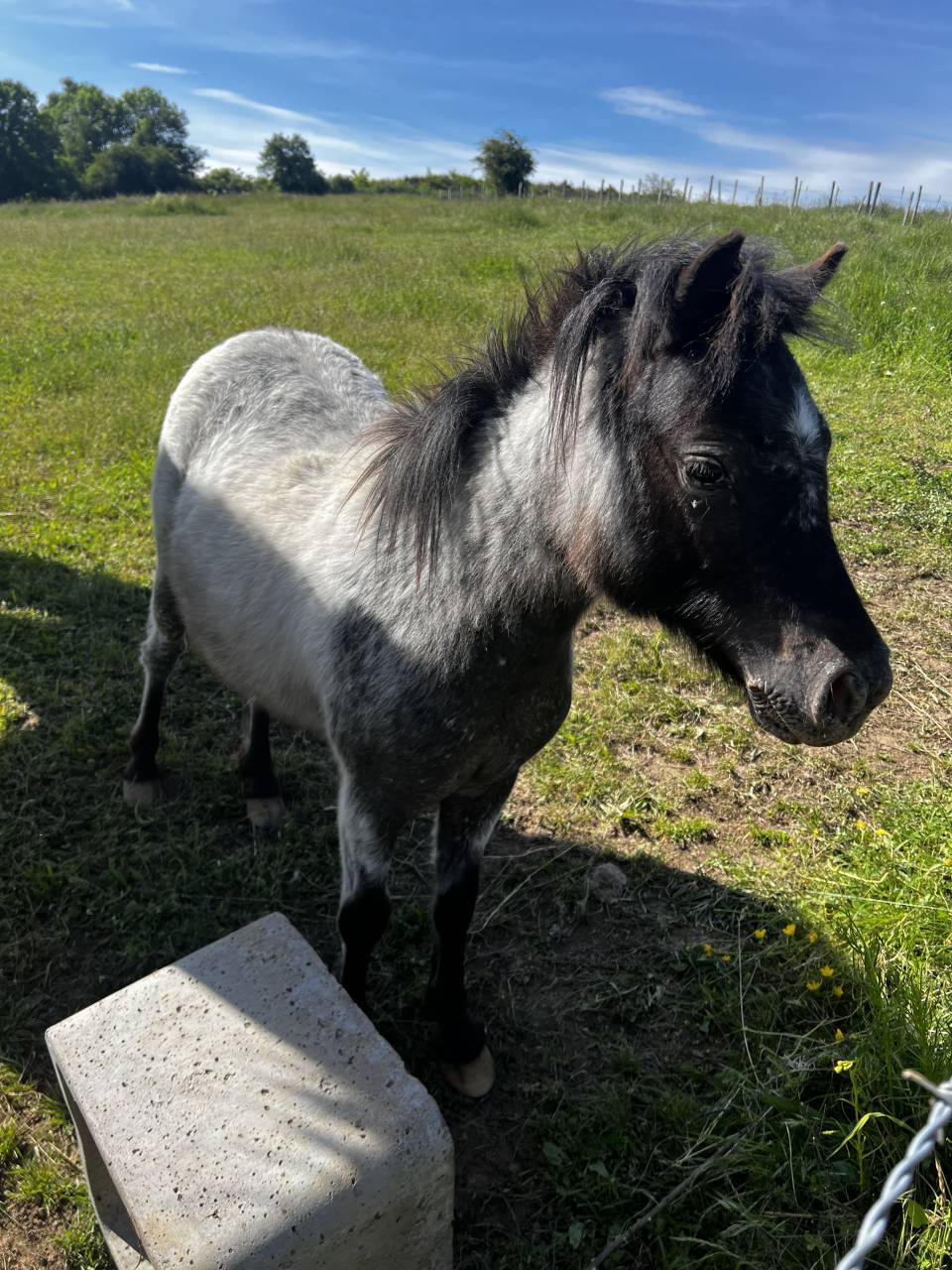 Merrie Ras onbekend Te koop 2024 Appaloosa
