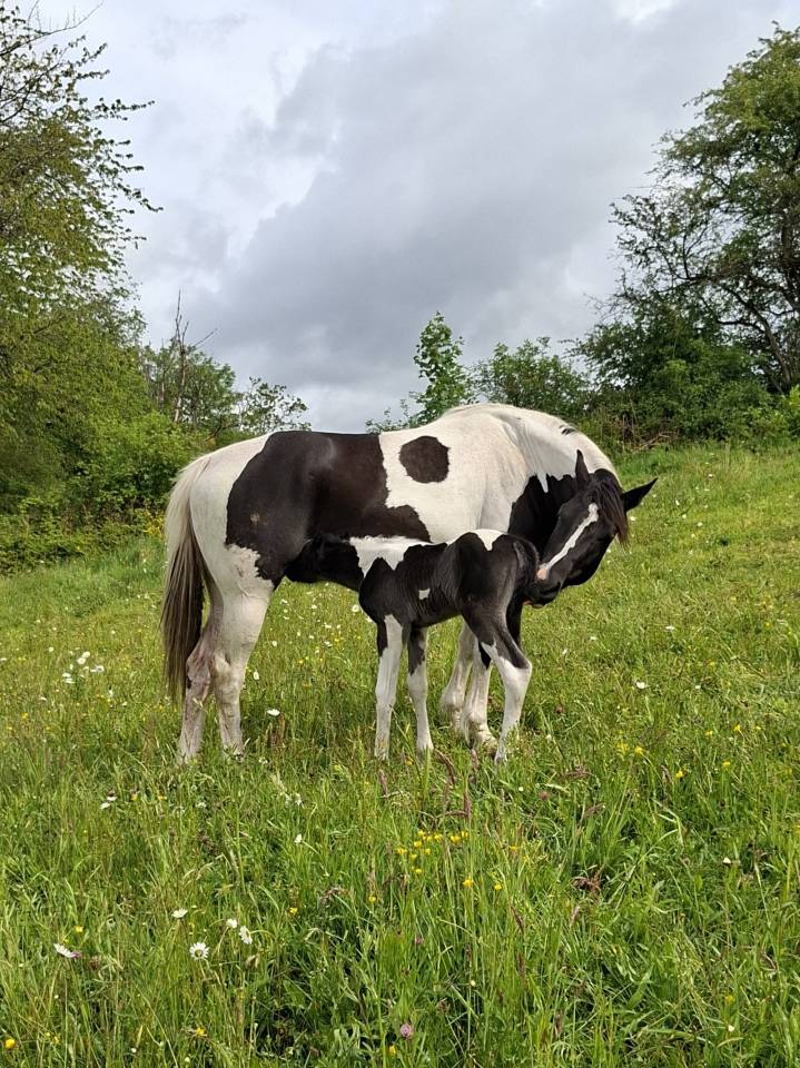 Veulen (ml) Onbekend paarden ras Te koop 2026 Bont