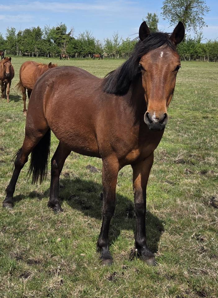 Merrie New Forest Te koop 2024 Donker bruin / bai ,  L'ancelot du m&eacute;nage