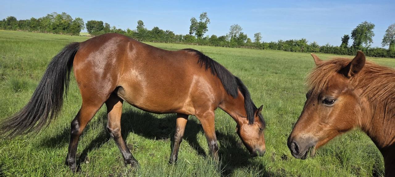 Merrie New Forest Te koop 2024 Donker bruin / bai ,  L'ancelot du m&eacute;nage