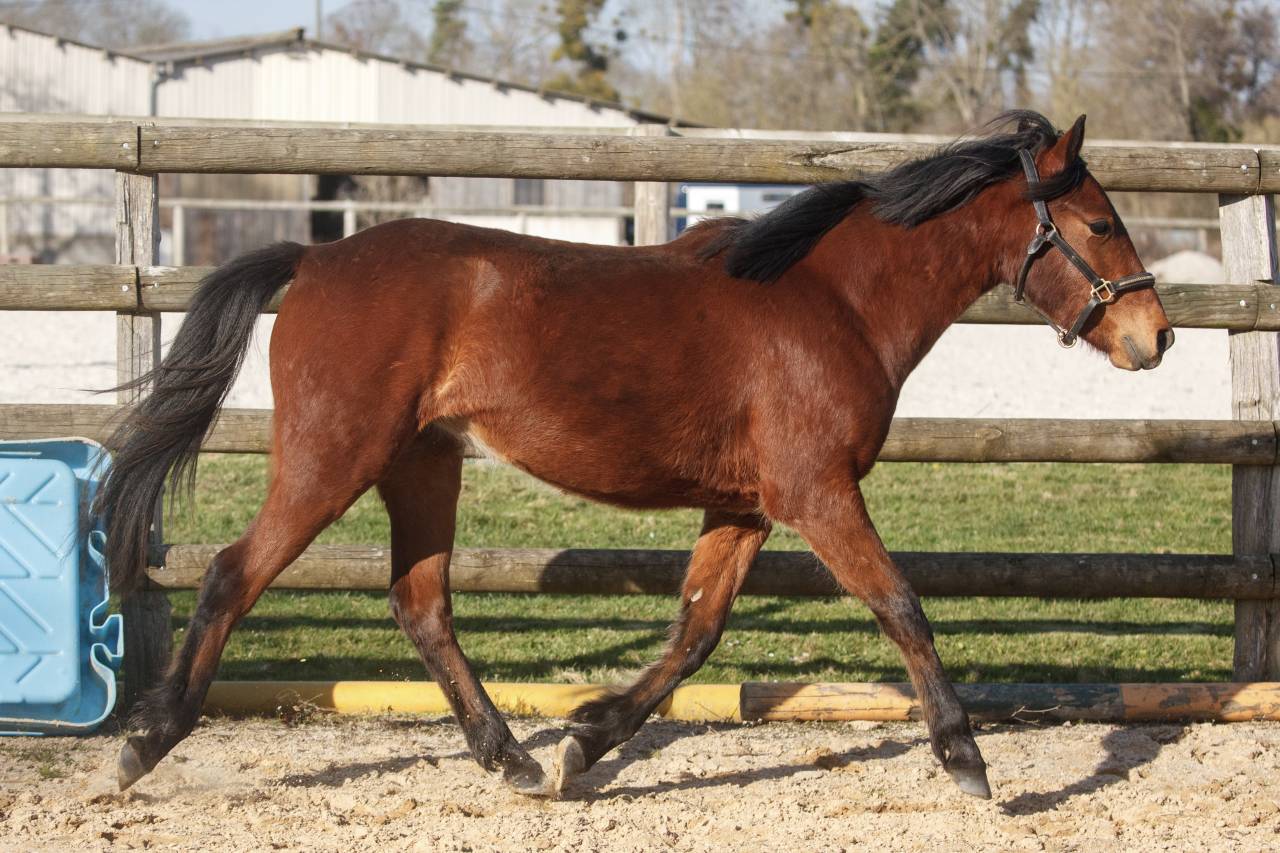 Merrie New Forest Te koop 2024 Donker bruin / bai ,  L'ancelot du m&eacute;nage