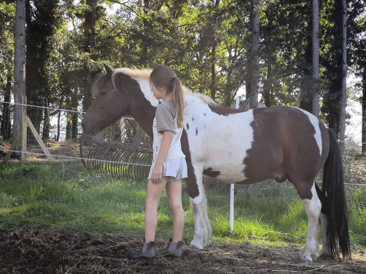 Ruin Andere pony rassen Te koop 2014 Bont