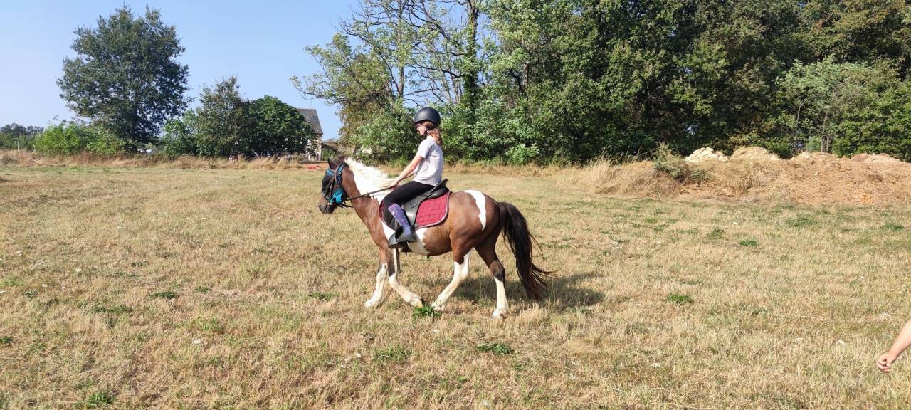 Ruin Andere pony rassen Te koop 2014 Bont