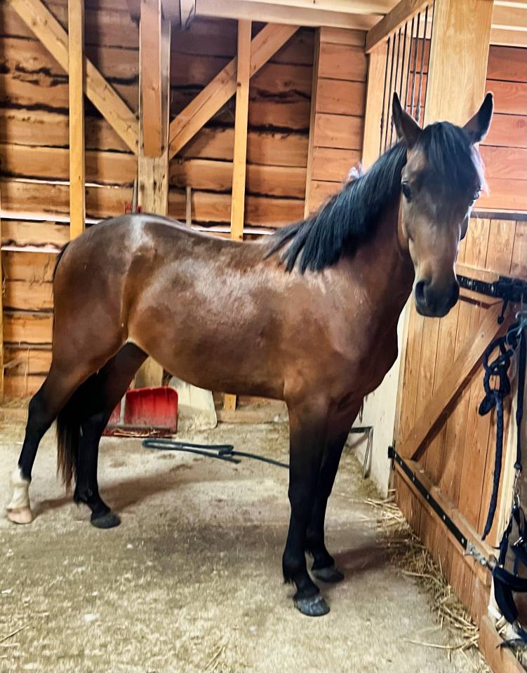 Ruin Franse rijpony PFS Te koop 2024 Donker bruin / bai ,  Jogry d&rsquo;Odival