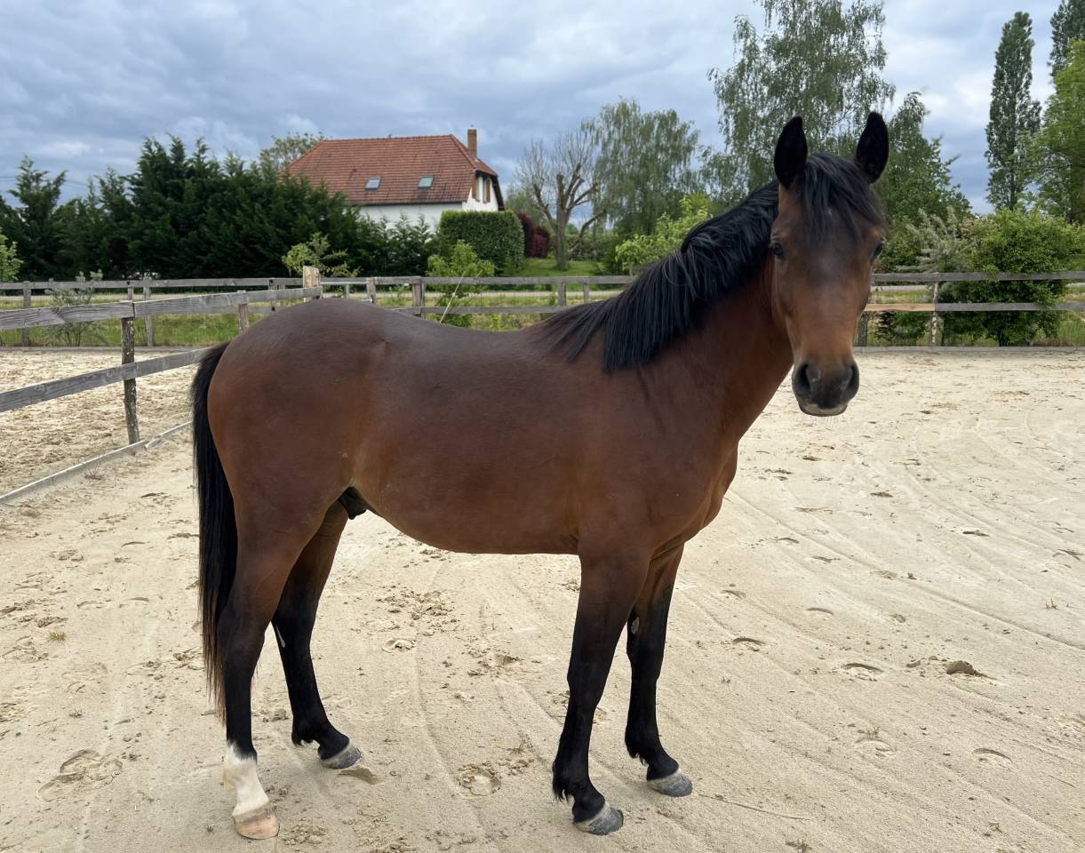 Ruin Franse rijpony PFS Te koop 2024 Donker bruin / bai ,  Jogry d&rsquo;Odival