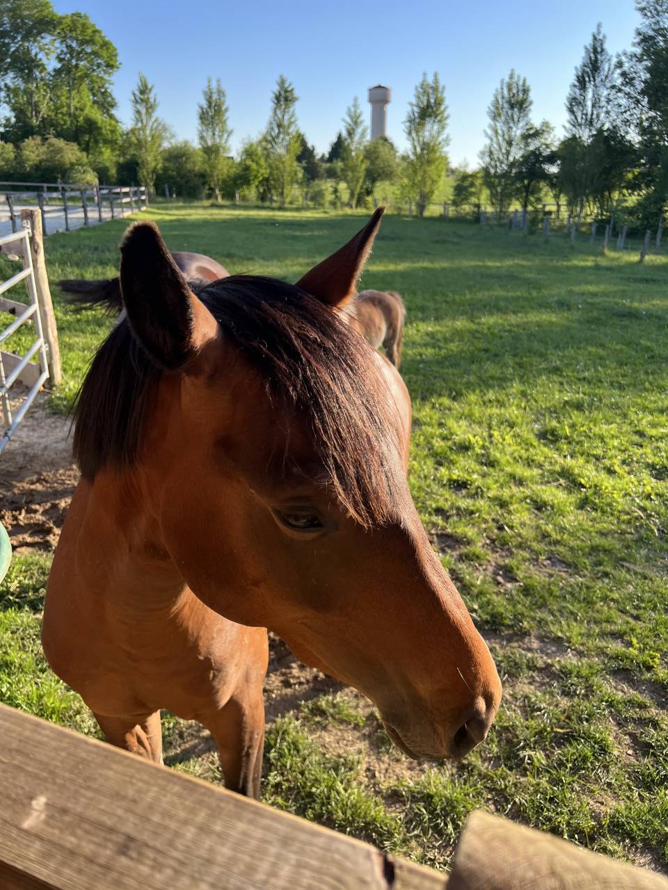 Ruin Franse rijpony PFS Te koop 2024 Donker bruin / bai ,  Jogry d&rsquo;Odival