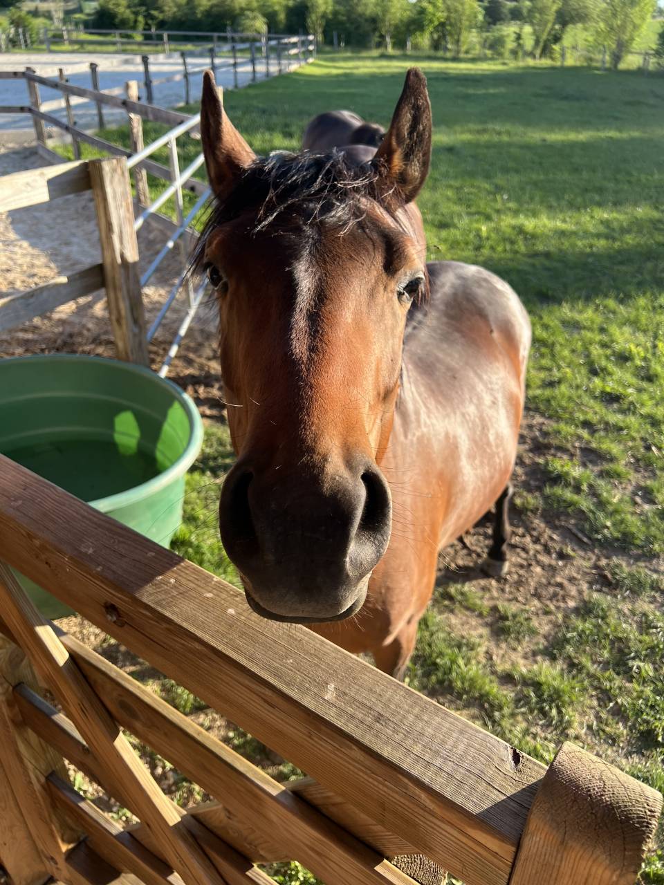 Ruin Franse rijpony PFS Te koop 2024 Donker bruin / bai ,  Jogry d&rsquo;Odival