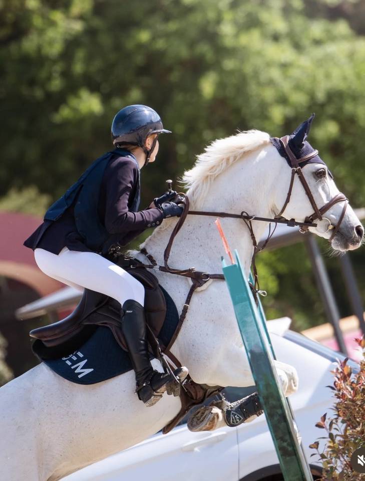 Merrie Franse rijpony PFS Te koop 2014 Schimmel ,  VITO DE BLONDE