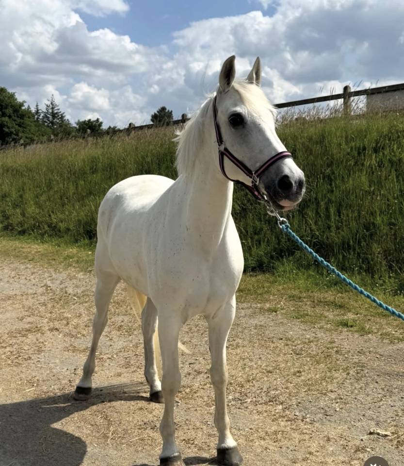 Merrie Franse rijpony PFS Te koop 2014 Schimmel ,  VITO DE BLONDE