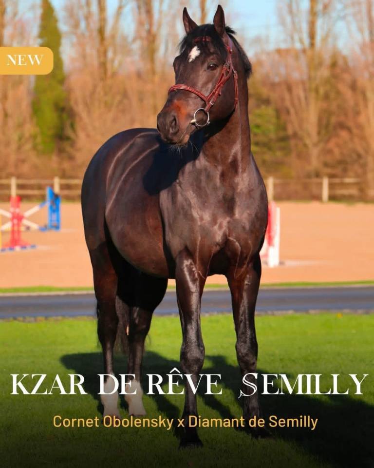 Draagmerrie Selle Fran&ccedil;ais Te koop 2005 Zwart ,  KIRIEL DU BANCO