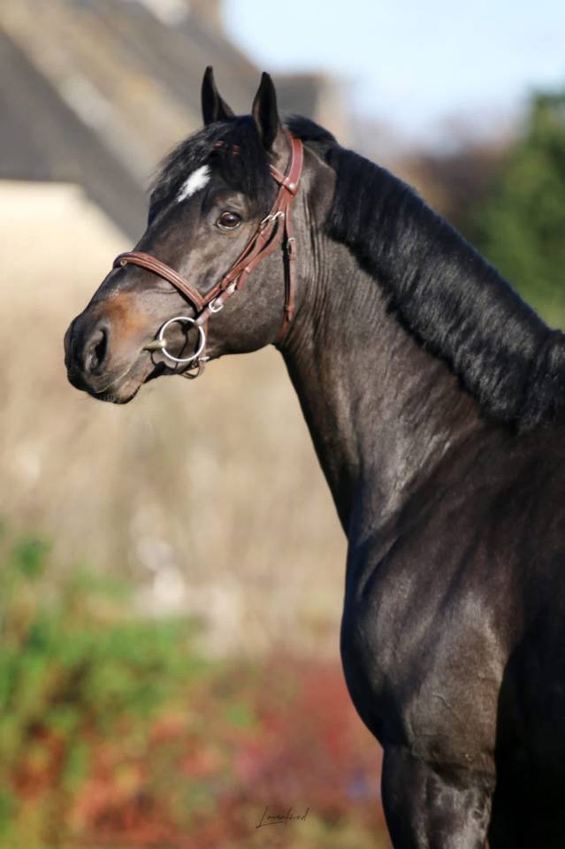 Draagmerrie Selle Fran&ccedil;ais Te koop 2005 Zwart ,  KIRIEL DU BANCO