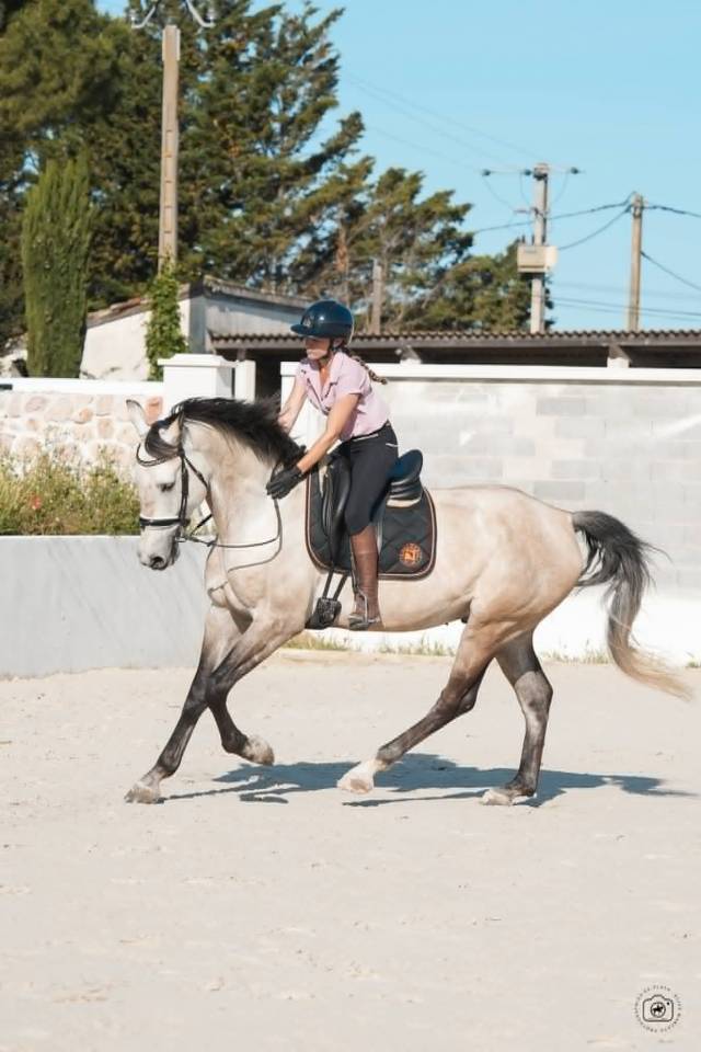 Ruin KWPN Nederlands sportpaard Te koop 2019 Isabel