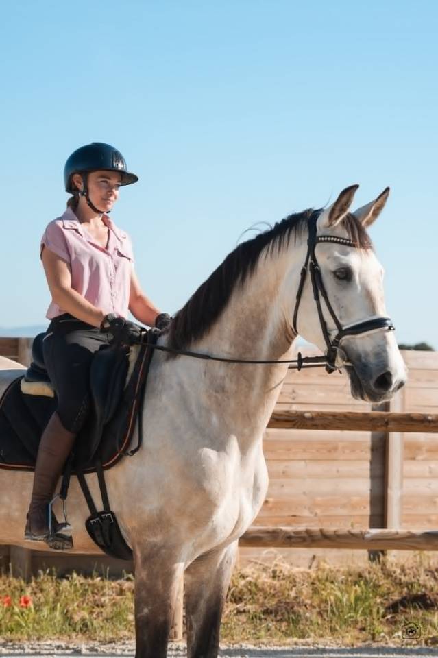 Ruin KWPN Nederlands sportpaard Te koop 2019 Isabel