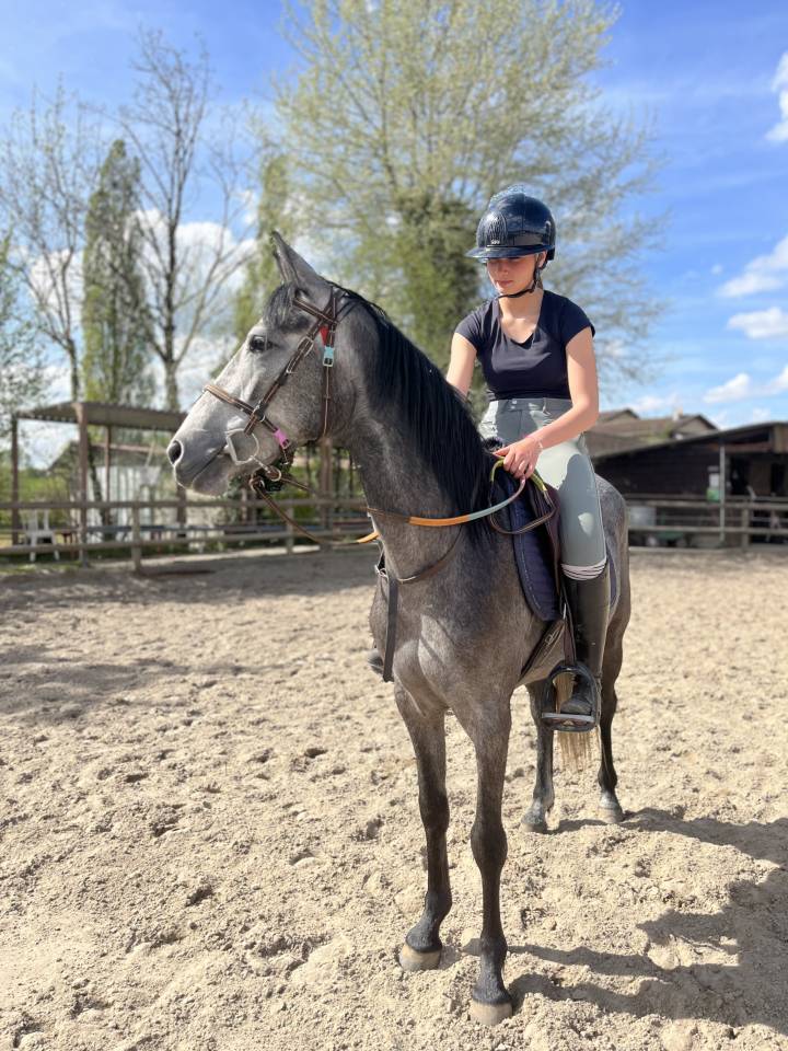 Merrie Welsh Partbred Te koop 2022 Schimmel ,  Carlisto d&rsquo;&eacute;t&eacute;