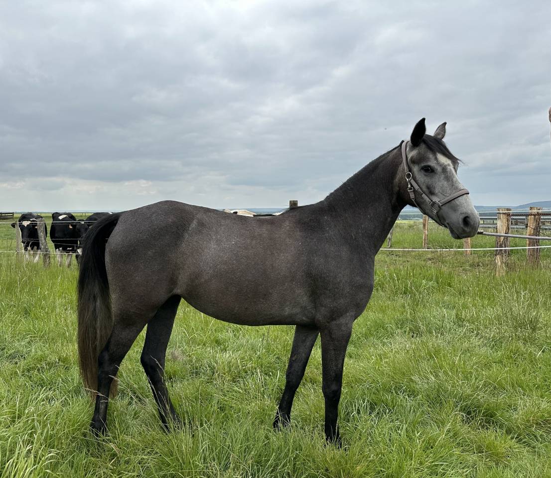 Merrie Welsh Partbred Te koop 2022 Schimmel ,  Carlisto d&rsquo;&eacute;t&eacute;