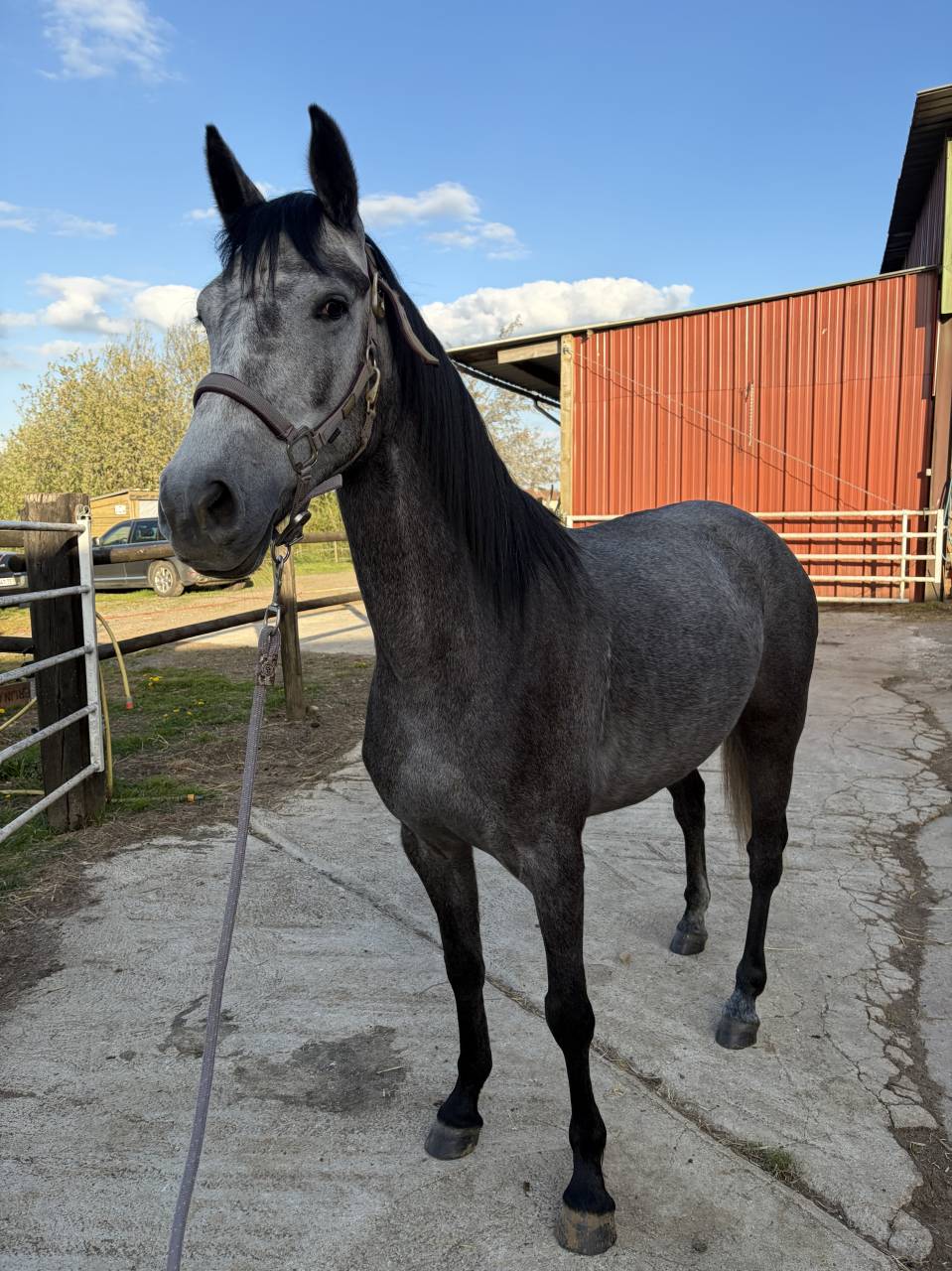 Merrie Welsh Partbred Te koop 2022 Schimmel ,  Carlisto d&rsquo;&eacute;t&eacute;