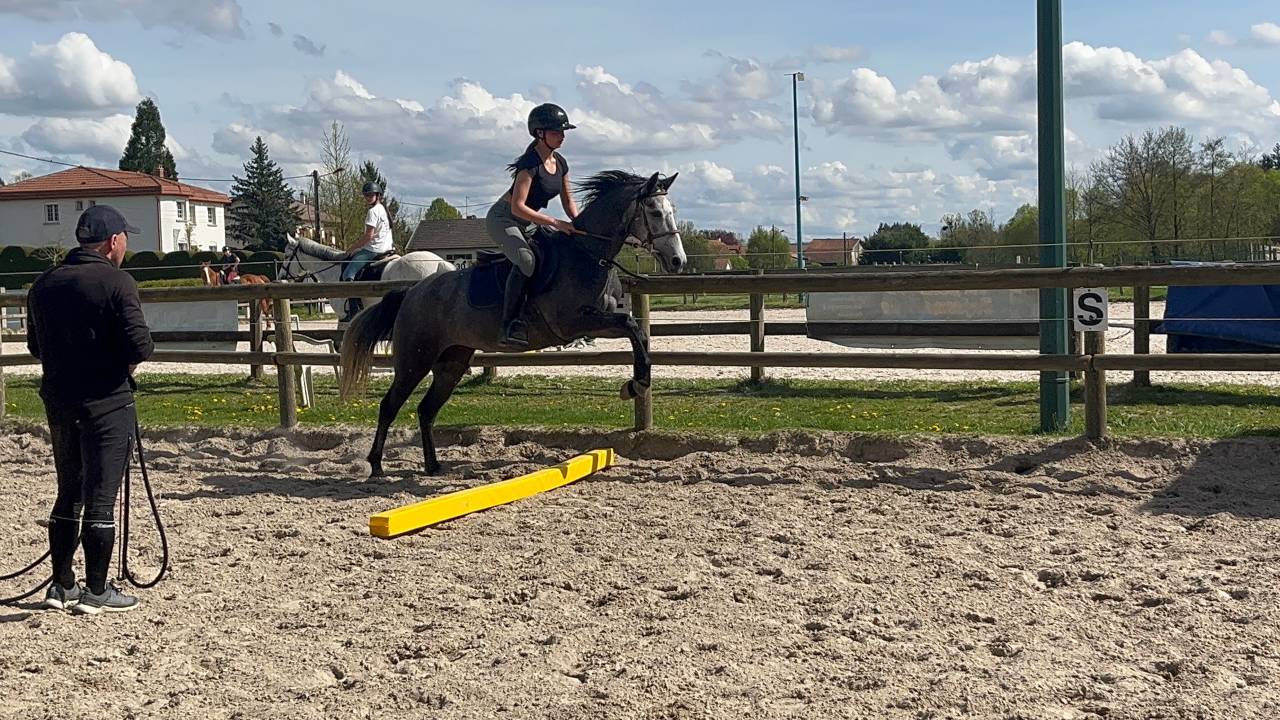 Merrie Welsh Partbred Te koop 2022 Schimmel ,  Carlisto d&rsquo;&eacute;t&eacute;