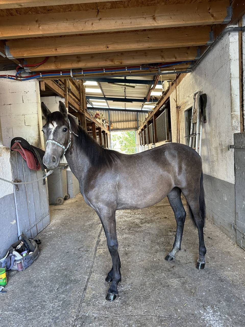 Merrie Welsh Partbred Te koop 2022 Schimmel ,  Carlisto d&rsquo;&eacute;t&eacute;