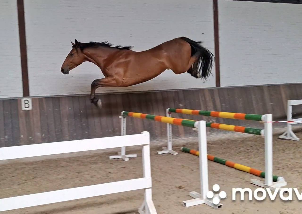 Top quality 4 yo gelding by Grandorado TN 