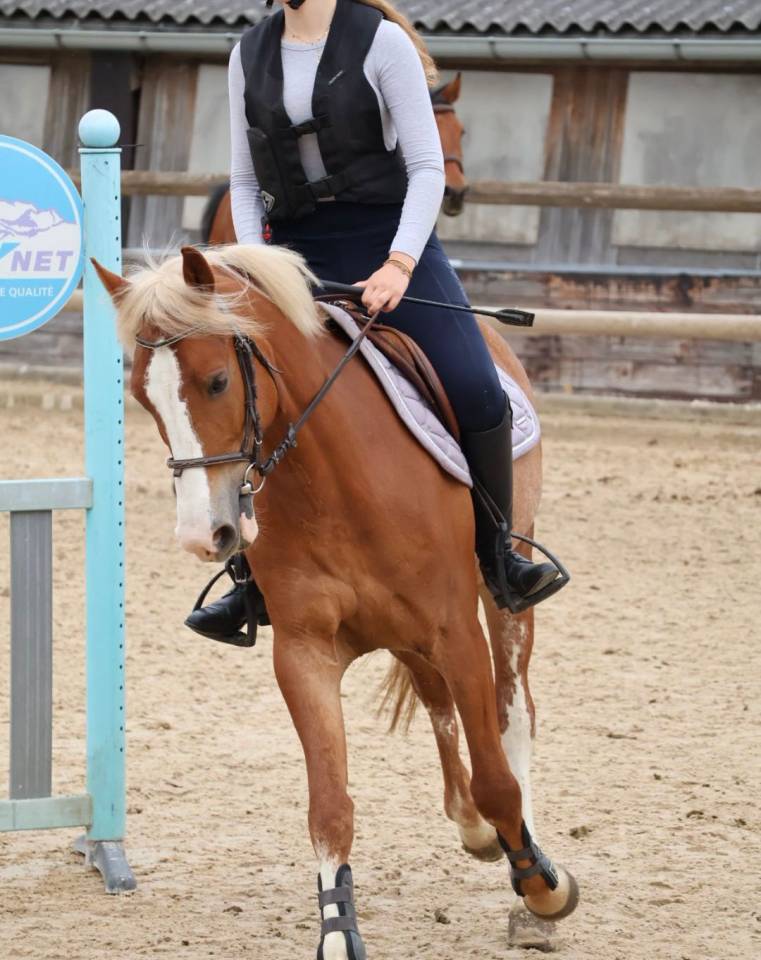 Ruin Franse rijpony PFS Te koop 2020 Lichte manen en staart