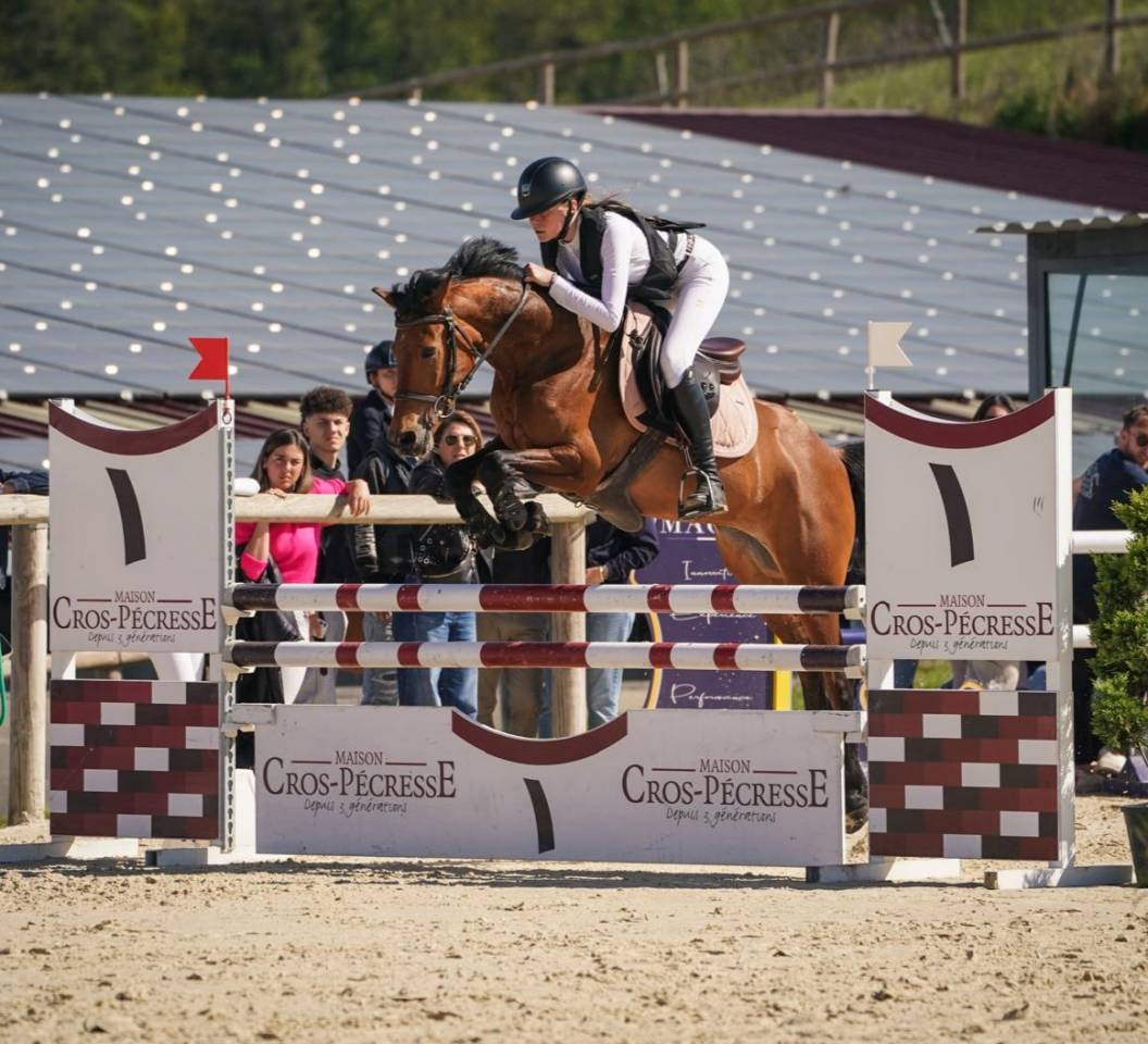 Ruin Franse rijpony PFS Te koop 2020 Donker bruin / bai