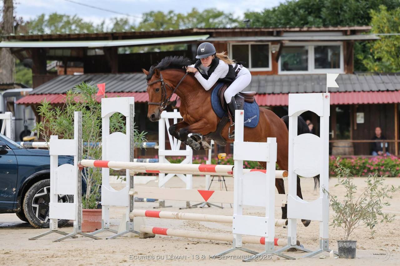 Ruin Franse rijpony PFS Te koop 2020 Donker bruin / bai