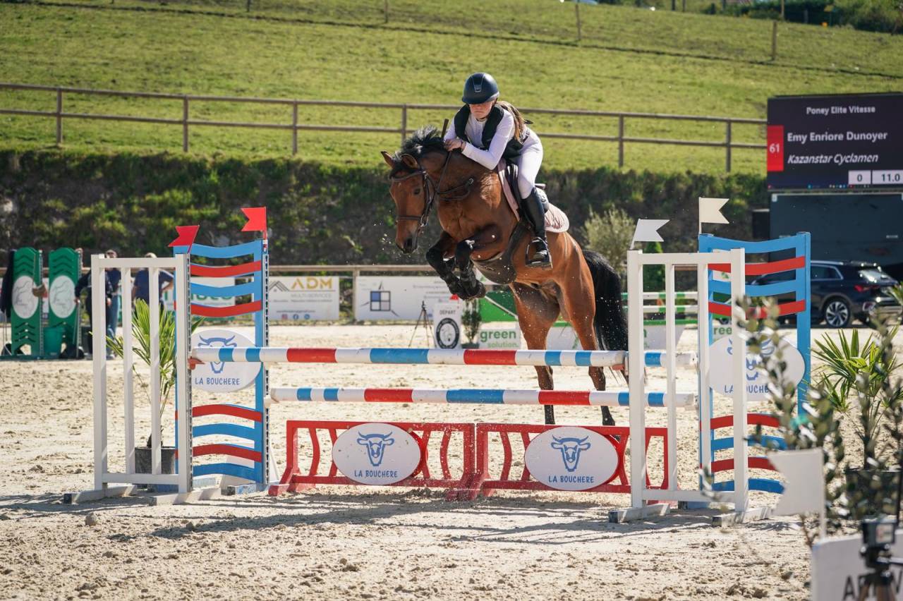 Ruin Franse rijpony PFS Te koop 2020 Donker bruin / bai
