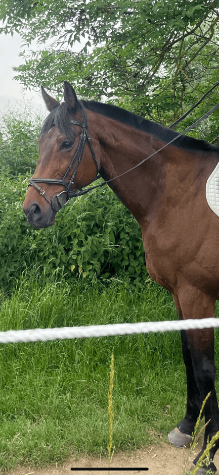 Ruin Volbloed Te koop 2016 Bruin / Bai