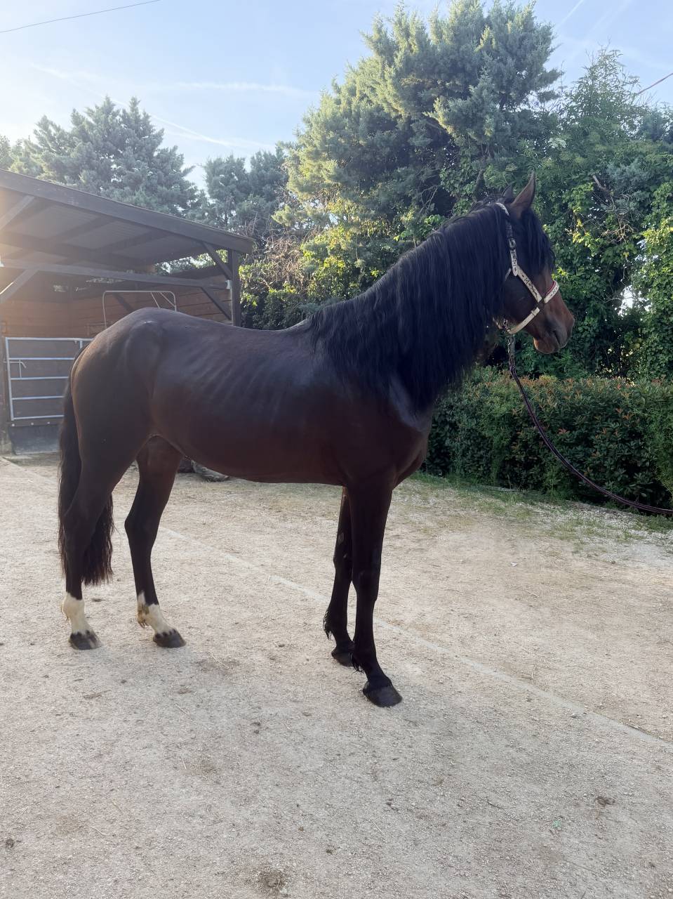 Ruin Ras onbekend Te koop 2021 Donker bruin / bai